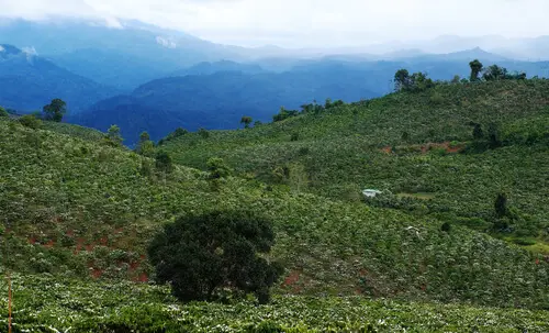 Coffee Fields in Dak Lak Vietnam
